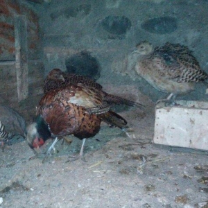 1 il yarimliq tam saglam 1 cut qafqaz ve 1 eded  r