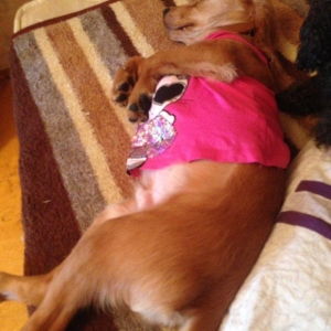 Спаниель 6 месяцев очень добрый ласковый любит детей мальчик очень хор