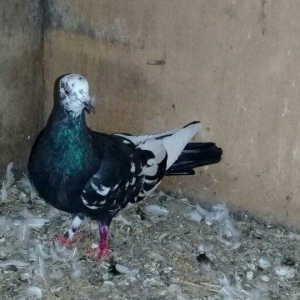 Salam quş satılır mayadı cavan quşdu cütə hazırdı.hec bir prablemi yox