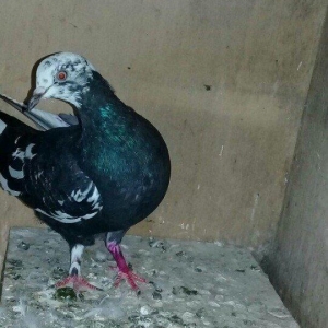 Salam quş satılır mayadı cavan quşdu cütə hazırdı.hec bir prablemi yox