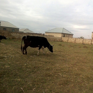 ineyler satilir. 3 dene heyvandi . 2 balali bir bogaz iney . balalilar