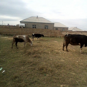 ineyler satilir. 3 dene heyvandi . 2 balali bir bogaz iney . balalilar