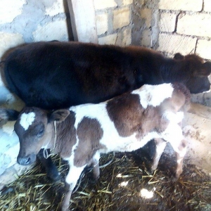 ineyler satilir. 3 dene heyvandi . 2 balali bir bogaz iney . balalilar