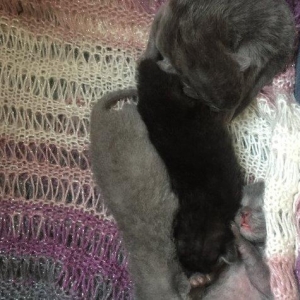 Шотландские котята недельные. В месячном возрасте будут продаваться.