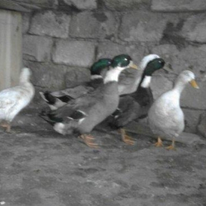 Salam sesli ordek balalari satilir 15- azn  5- ayl