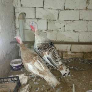 1 cut hinduska satilir 9 ayliq qurd dermanlari ver