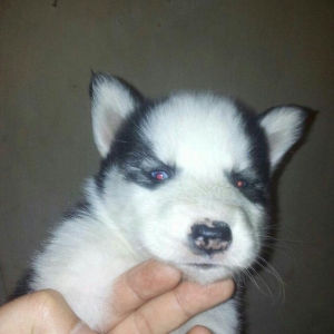 Haski balalari satılır temiz qandi erkekde var diwide,,ayın 4 i 1 ayla