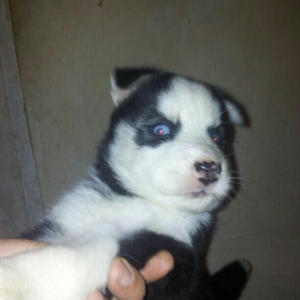 Haski balalari satılır temiz qandi erkekde var diwide,,ayın 4 i 1 ayla