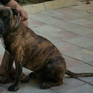 Ukraynadan gətirilmə pit bull 11 aylıqdı pasportu var komada ları bili