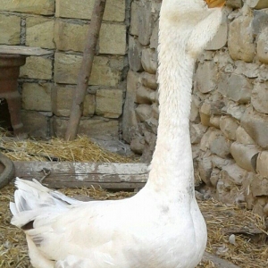 Xolmagor gazi hazir jut  jutune aidi giymeti real alijilar buyurub zen