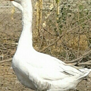 Xolmagor gazi hazir jut  jutune aidi giymeti real alijilar buyurub zen