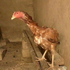 heyrəti xoruz 1ədəd qaldığına görə çox uc