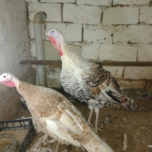 hind qusupari 1 erkey 1 disi cavandilar 8 ayliqdilar qurd dermanlari c