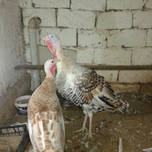 hind qusupari 1 erkey 1 disi cavandilar 8 ayliqdilar qurd dermanlari c