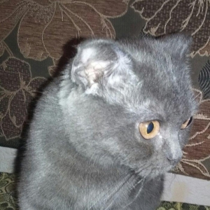 Şotlandiskiy şən ,oynaq çox ağıllı pişik evdə təmiz saxlanılır latoka