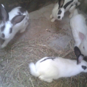 dosanar savlam sort dosanardi prosda vaxdm olmadgi ucn savlya bilmirem