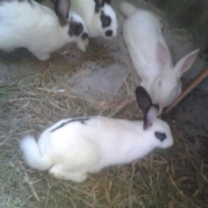 dosanar savlam sort dosanardi prosda vaxdm olmadgi ucn savlya bilmirem