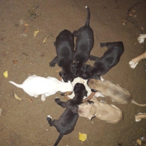 Pitbull. Drak ve Ce****anin balalari satilir. Balalar 1 ay 10 gunlukdul