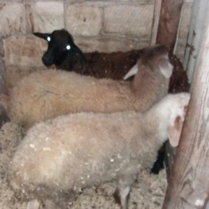 Salam! 3 eded erkek quzudu. Yemden cixiblar ne versen yeyir real alici