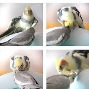 Tutuquşu "korella" hazir cut. E