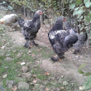 brama dark beceler satiram 3 ve 4 ayliqdilar.gold fere de var