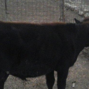 yerli cins 2-ci qarına boğazdı yanvarın axırı balalayacaq bir illik er