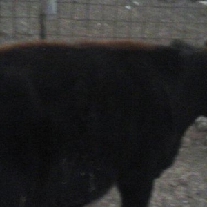 yerli cins 2-ci qarına boğazdı yanvarın axırı balalayacaq bir illik er