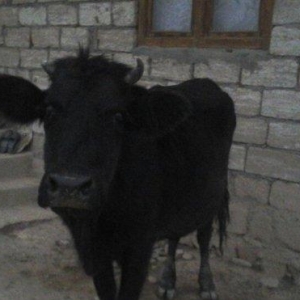 yerli cins 2-ci qarına boğazdı yanvarın axırı balalayacaq bir illik er