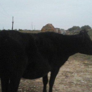 yerli cins 2-ci qarına boğazdı yanvarın axırı balalayacaq bir illik er