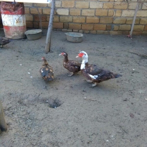 Ukraynadan gələn şkalat rəngli ətlik  həmdə