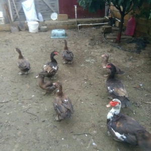 Ukraynadan gələn şkalat rəngli ətlik  həmdə damazlıq lal ördəklər var