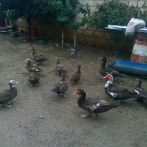 Ukraynadan gələn şkalat rəngli ətlik  həmdə damazlıq lal ördəklər var