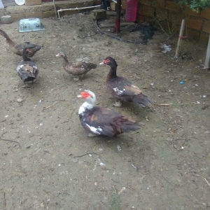 Ukraynadan gələn şkalat rəngli ətlik  həmdə damazlıq lal ördəklər var