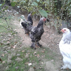 dark brama beceler satiram .3ayliq ve 4 ayliq.qold