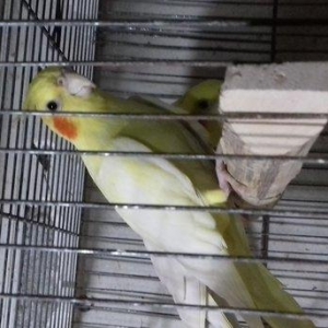 cute hazir maya, cutde olmayib, 14 ayliq, 2 denedi