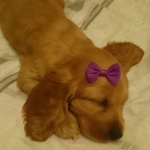 Kokers spaniel  qurt dermanlari verilib, heleki erkek diwi var bron et