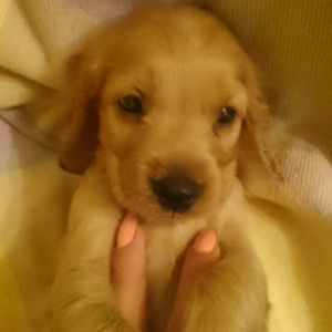 Kokers spaniel  qurt dermanlari verilib, heleki erkek diwi var bron et