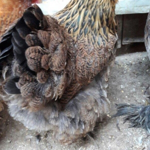 Brama gold ailesi satilir 3 fere 1 xoruz 250 azn