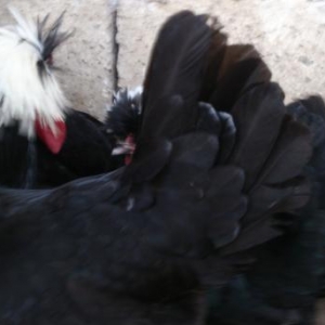 Врама-голт,врама-кохин. . су�