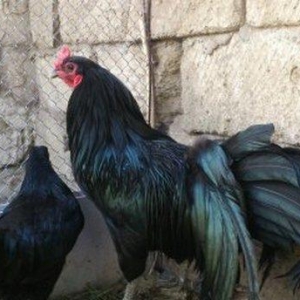 цена определяется по возра�