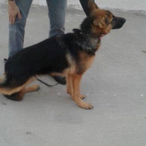 Temiz alman afcarkasi 6 ayliq erkek  butun vaksinneri ve dermannari