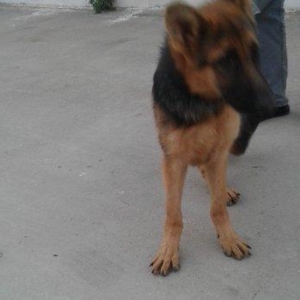 Temiz alman afcarkasi 6 ayliq erkek  butun vaksinneri ve dermannari