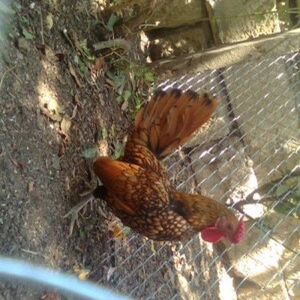 7ayliq  qizili zibrit xoruzlari, barter mumkundur, 1ed-1ed gumuwunun