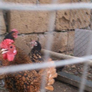 7ayliq  qizili zibrit xoruzlari, barter mumkundur, 1ed-1ed gumuwunun