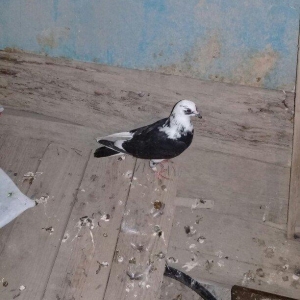 2 maya 2 xoruz hamsı 20 azn tek satilmir