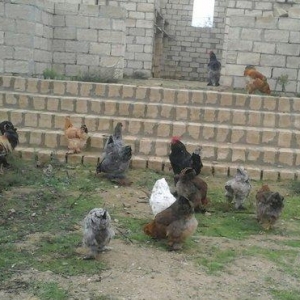 Brama 14 eded 4erkey 10 disi hamsi oxuyur yumurtdayacaqlar Barterde mu