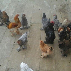 Brama 14 eded 4erkey 10 disi hamsi oxuyur yumurtdayacaqlar Barterde mu