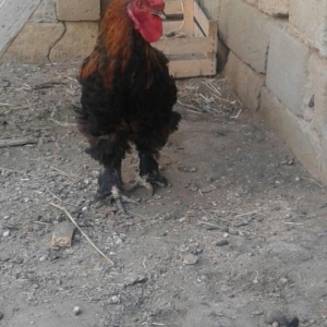 Brama xoruzu. 11 ayliqdi. Tek oldugu ucun satiram.