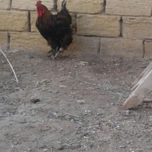 Brama xoruzu. 11 ayliqdi. Tek oldugu ucun satiram. Saglamdir ve cox ak