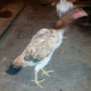 Heyrati fere. Ag 35 manat. Qara 30 manat. Sari 25 